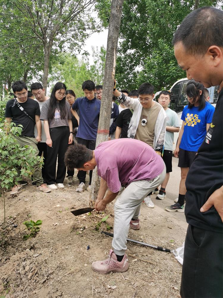 750-6-1. 师生调查天牛危害致死的白蜡树.jpg