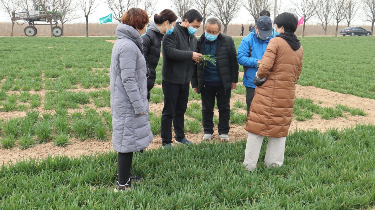 课题负责人王保通教授与当地植保技术人员在田间交流