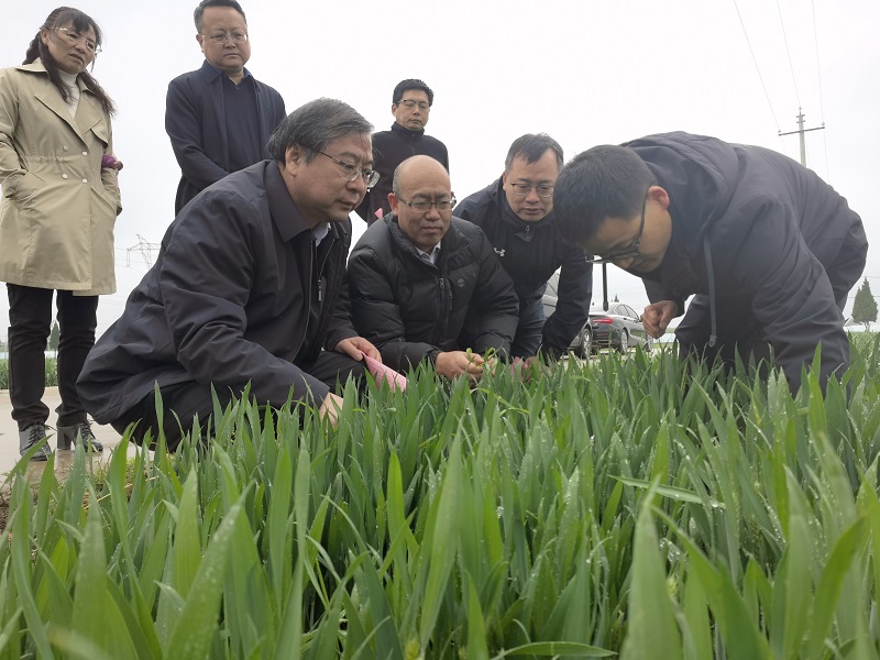 刘录祥首席查看陕西凤翔小麦生长情况0.jpg